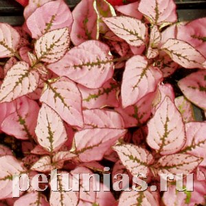 Гипоэстес Splash Select Pink - 5 шт 10597