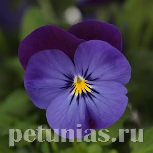 Виола Sorbet Quick Blue Purple Jump Up - 5 шт 10493