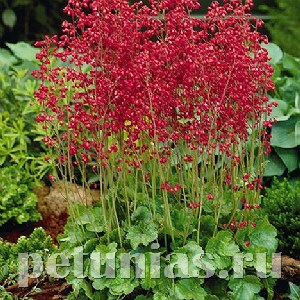 Гейхера Coral Forest - 10 шт 10582