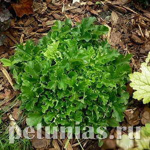 Гейхера Malachite - 10 шт 10583