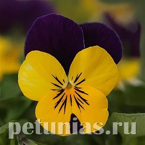Виола Sorbet Quick Yellow Violet Jump Up - 5 шт 10498