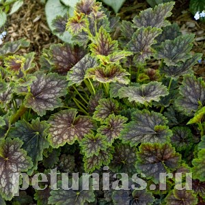 Гейхера Marvelous Marble - 10 шт 10584