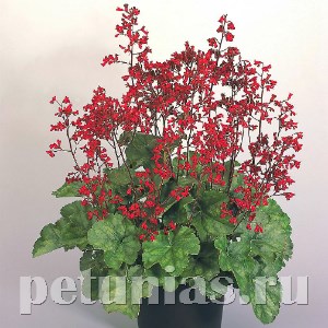 Гейхера Ruby Bells - 5 шт 10587