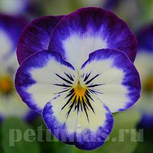 Виола Sorbet XP Coconut Swirl - 5 шт 10502