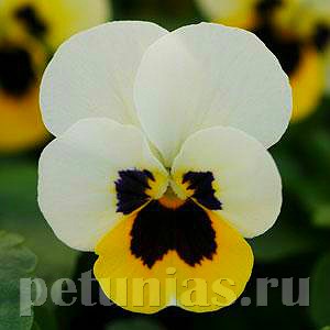 Виола Sorbet XP Lemon Ice Blotch - 5 шт 10508