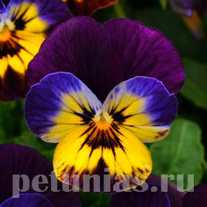 Виола Sorbet Midnight Glow - 5 шт 10510