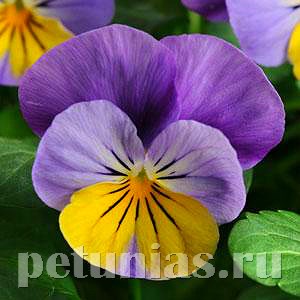 Виола Sorbet XP Yellow Frost - 5 шт 10521