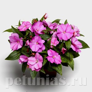 Бальзамин Florific Lavender - 5 шт 10139