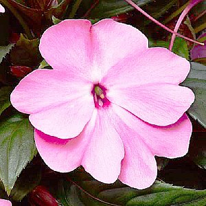 Бальзамин Florific Pink - 5 шт 10140