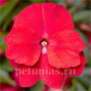 {{productViewItem.photos[photoViewList.activeNavIndex].Alt || productViewItem.photos[photoViewList.activeNavIndex].Description || 'Бальзамин Florific Red - 5 шт'}}