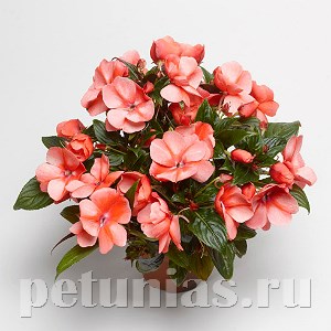 Бальзамин Florific Sweet Orange - 5 шт 10142