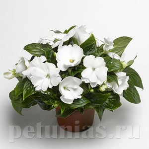 Бальзамин Florific White - 5 шт 10144