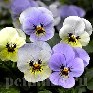 Виола Penny Azure Dawn - 5 шт 10462