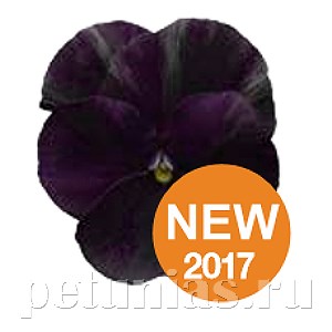 Виола Penny Black - 5 шт 10464