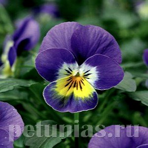 Виола Penny Blue with Yellow Center - 5 шт 10466