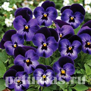 Виола Penny Denim Jump-up - 5 шт 10469