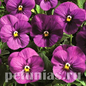 Виола Penny Orchid - 5 шт 10476