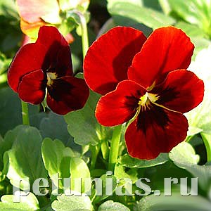 Виола Penny Red Blotch - 5 шт 10483