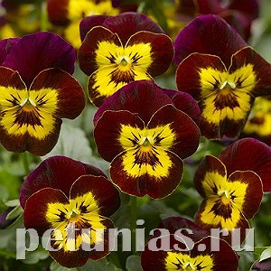 Виола Penny Red with Yellow Face - 5 шт 10485