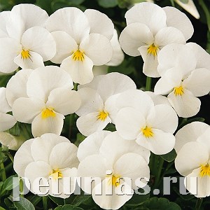 Виола Penny White - 5 шт 10488