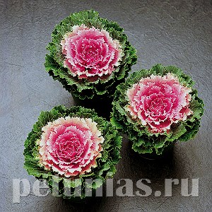 Капуста декоративная Songbird Pink - 10 шт 10664