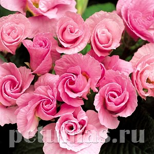 Примула Primlet Pink Shades - 3 шт 11141