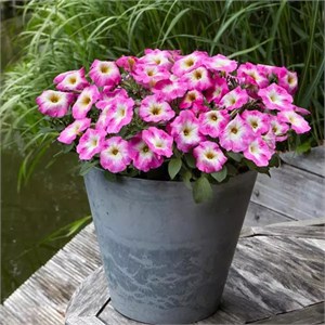 {{productViewItem.photos[photoViewList.activeNavIndex].Alt || productViewItem.photos[photoViewList.activeNavIndex].Description || 'Петуния Easy Wave E3 Rose Morn - 3 шт'}}