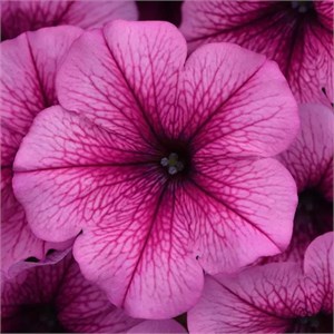 {{productViewItem.photos[photoViewList.activeNavIndex].Alt || productViewItem.photos[photoViewList.activeNavIndex].Description || 'Петуния Easy Wave Rose Fusion - 5 шт'}}