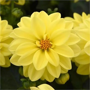 {{productViewItem.photos[photoViewList.activeNavIndex].Alt || productViewItem.photos[photoViewList.activeNavIndex].Description || 'Георгина Figaro Yellow Shades - 10 шт'}}