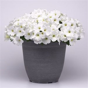 {{productViewItem.photos[photoViewList.activeNavIndex].Alt || productViewItem.photos[photoViewList.activeNavIndex].Description || 'Петуния Easy Wave E3 White - 3 шт'}}