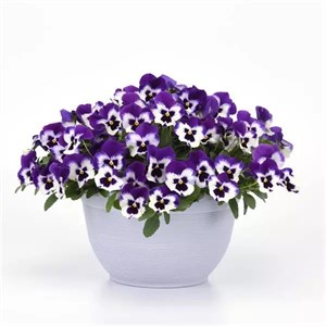 {{productViewItem.photos[photoViewList.activeNavIndex].Alt || productViewItem.photos[photoViewList.activeNavIndex].Description || 'Виола Top Wave Purple White - 3 шт'}}