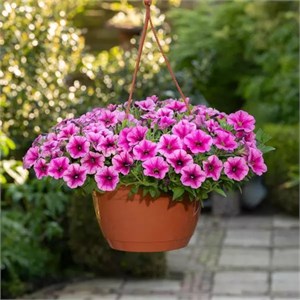 {{productViewItem.photos[photoViewList.activeNavIndex].Alt || productViewItem.photos[photoViewList.activeNavIndex].Description || 'Петуния Shock Wave Rose Vein - 3 шт'}}