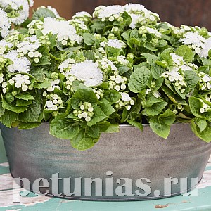Агератум Kona White - 10 шт 10033