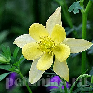 Аквилегия Swan Yellow - 3 шт 10037