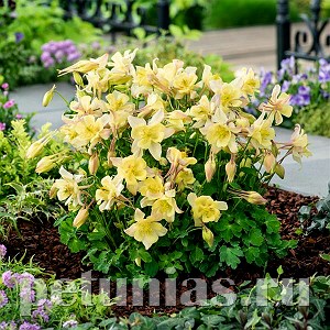 Аквилегия Earlybird Yellow - 3 шт 10043