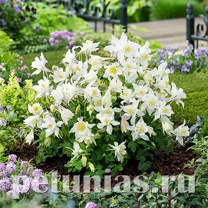 Аквилегия Earlybird White - 3 шт 10044