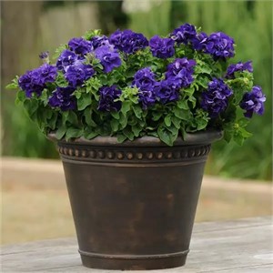 {{productViewItem.photos[photoViewList.activeNavIndex].Alt || productViewItem.photos[photoViewList.activeNavIndex].Description || 'Петуния махровая Double Cascade Blue - 10 шт'}}