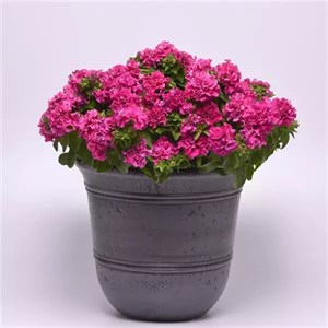 {{productViewItem.photos[photoViewList.activeNavIndex].Alt || productViewItem.photos[photoViewList.activeNavIndex].Description || 'Петуния махровая Double Cascade Pink - 10 шт'}}