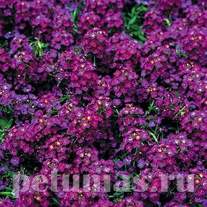 Алиссум Wonderland Deep Purple - 5 шт 10050