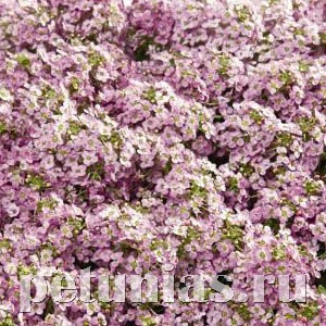 Алиссум Wonderland Pink - 5 шт 10053