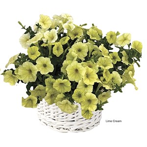Петуния гибридная Pendolino Lime Cream - 5 шт 10895