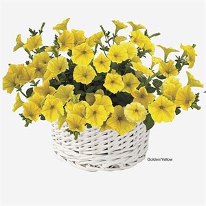 {{productViewItem.photos[photoViewList.activeNavIndex].Alt || productViewItem.photos[photoViewList.activeNavIndex].Description || 'Петуния гибридная Pendolino Golden Yellow - 5 шт'}}