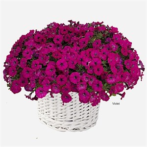 {{productViewItem.photos[photoViewList.activeNavIndex].Alt || productViewItem.photos[photoViewList.activeNavIndex].Description || 'Петуния гибридная Mini Stellina Violet - 5 шт'}}