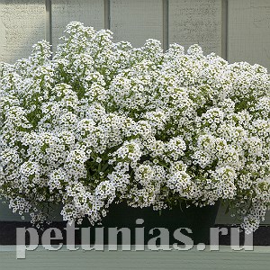 Алиссум North Face White - 10 шт 10056