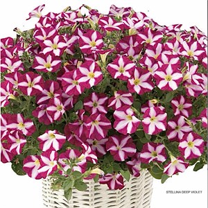 {{productViewItem.photos[photoViewList.activeNavIndex].Alt || productViewItem.photos[photoViewList.activeNavIndex].Description || 'Петуния гибридная Stellina Deep Violet - 5 шт'}}