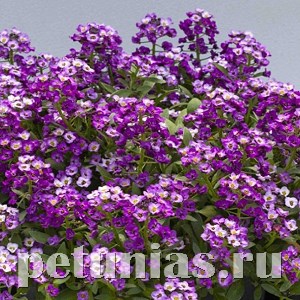 Алиссум North Face Lavender - 10 шт 10057