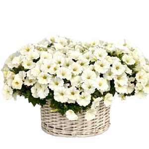 {{productViewItem.photos[photoViewList.activeNavIndex].Alt || productViewItem.photos[photoViewList.activeNavIndex].Description || 'Петуния гибридная Pendolino Waxed White - 5 шт'}}