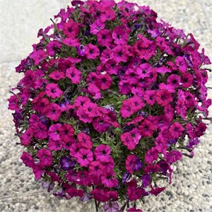 {{productViewItem.photos[photoViewList.activeNavIndex].Alt || productViewItem.photos[photoViewList.activeNavIndex].Description || 'Петуния гибридная Pendolino Sensation Violet - 5 шт'}}