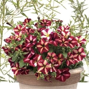 Петуния Romantica Star - 5 шт 11417