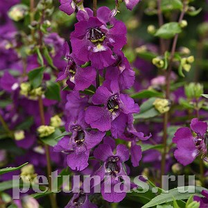 Ангелония Serena Purple Imp - 3 шт 10059